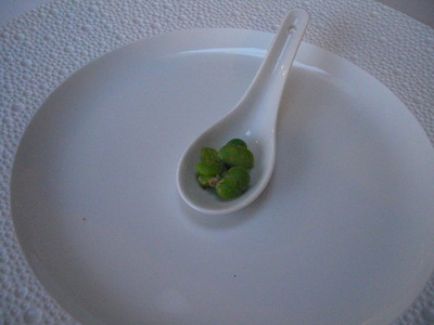 amuse-bouche